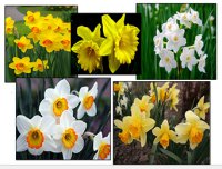 Нарциси – вишукані квіти весни