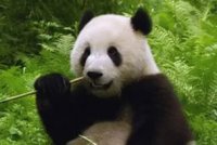 Панда – символ WWF. Чому?