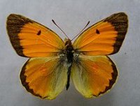 Рослинні назви метеликів