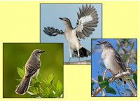 Таланти природи: пересмішник- птах багатьох голосів
